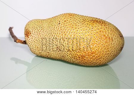 Unripe Artocarpus Integer or known as breadfruit or jackfruit