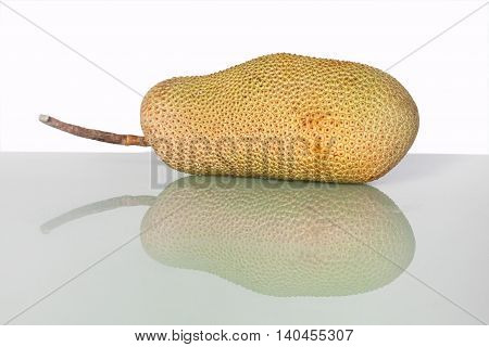 Unripe Artocarpus Integer or known as breadfruit or jackfruit