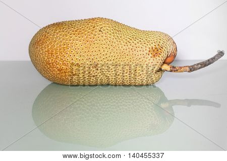 Unripe Artocarpus Integer or known as breadfruit or jackfruit