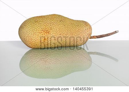 Unripe Artocarpus Integer or known as breadfruit or jackfruit