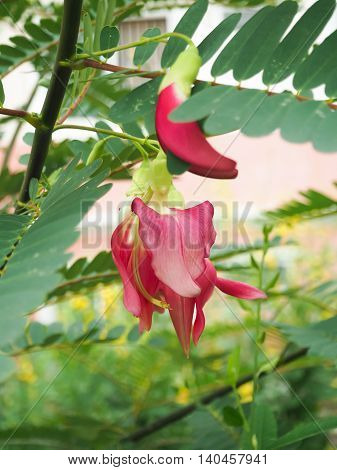 Humming Bird Sesban Agast. Sesbania grandiflora desv). Vegetable