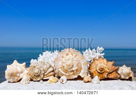 exotic seashells lying on wet sand on the background of summer sea