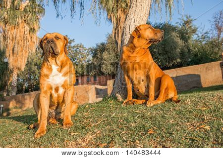 Boerboel Dogs On Lawn