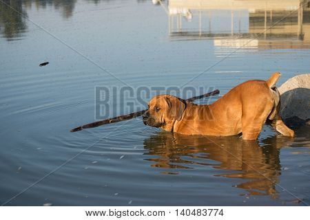 Boerboel Dog Fetching Stick In River.
