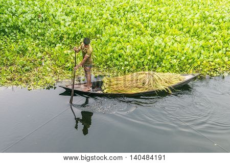 Farmer Is Picking Water Lily