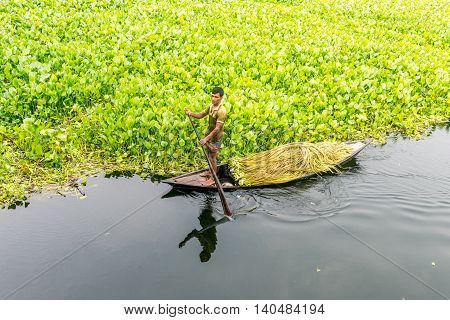 Farmer Is Picking Water Lily
