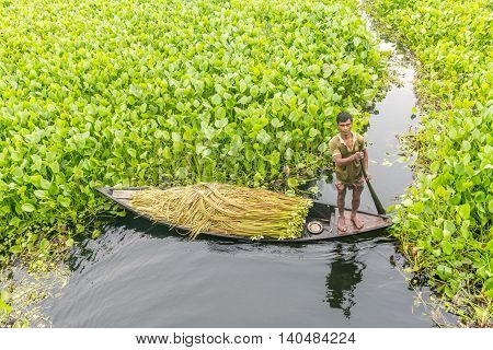 Farmer Is Picking Water Lily