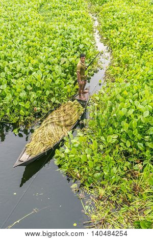 Farmer Is Picking Water Lily