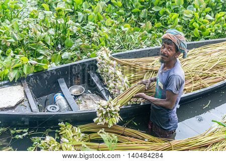 Farmer Is Picking Water Lily