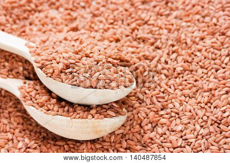 Food background - medium-grain uncooked red Matta (Devzira) rice close up