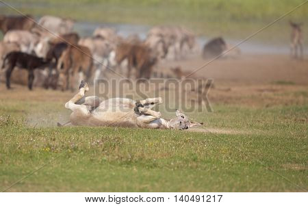 Donkey Bathing In Dust