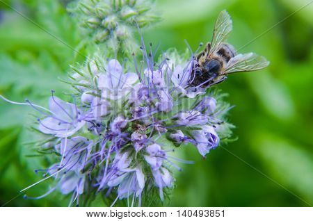 Close-up Of Phacelia Flower  Tanacetifolia And Humble Bee Collects Nectar
