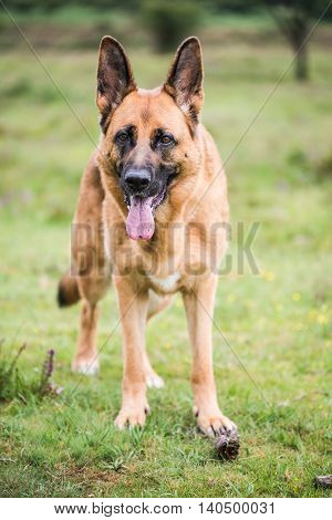 Gsd K9 Security Dog