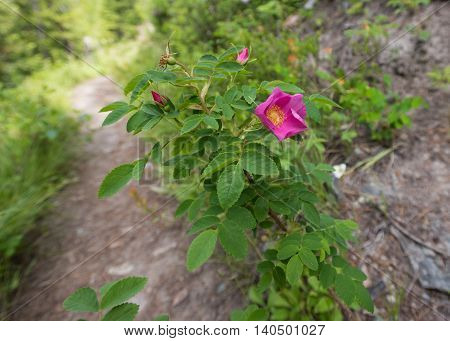 prickly wild rose along trail in summer forest