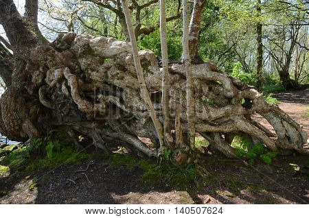 A large group of tangled tree roots on the island of Inchmahome