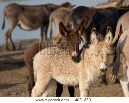 Cute Playful Donkeys