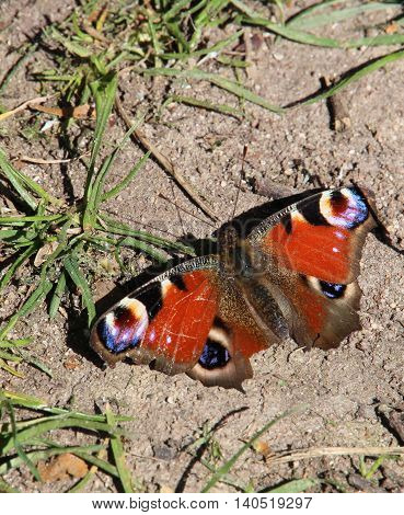 Butterfly on the ground on a shinny day