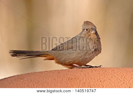 A Canyon Towhee resting on an adobe wall in Santa Fe, New Mexico.