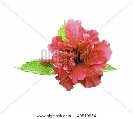 Red hibiscus flower isolated on white with green leaf