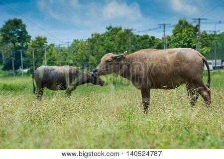 Buffalo Grazing On Green Grass Field.