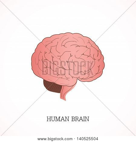 Structure Human Brain Vector & Photo (Free Trial) | Bigstock