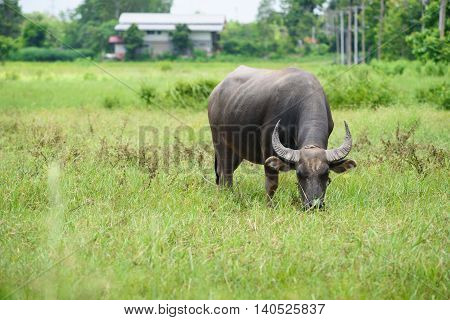 Buffalo Grazing On Green Grass Field.