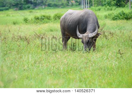 Buffalo Grazing On Green Grass Field.