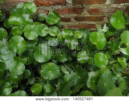 gotu kola in front of red brick wall, asiatic pennywort, centella asiatica, ayurveda herbal medicine.