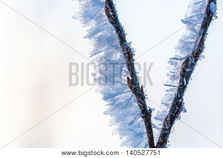 Beautiful frost pattern on a twig in Wisconsin.