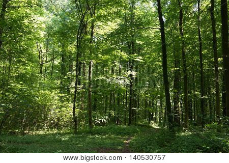 Path within the forest plenty of green leaves