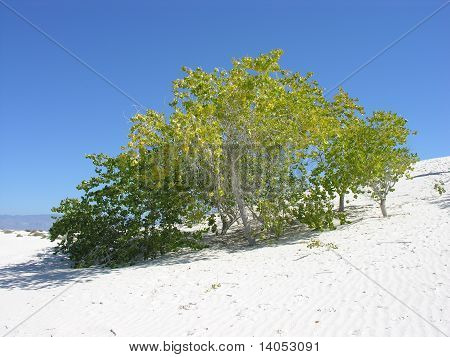 Cottonwood pochowany w białych piasków