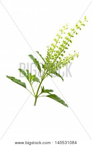 Basil (Ocimum basilicum), also known as Saint Joseph's Wort, is a herb belonging to the mint family Lamiaceae