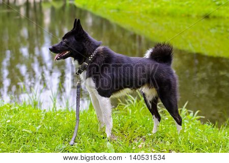 Russian - European Laika is a hunting dog for hunting wild fowl and animals. Husky dog standing on meadow. Exhibition Stand dogs. Beautiful dog on a walk.