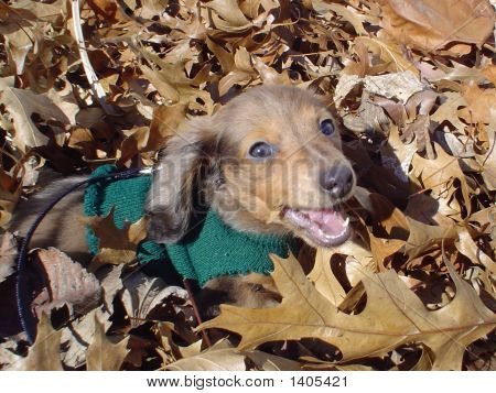 Cagne, наслаждаясь осенние листья