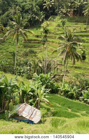 ubud rice paddy fields, bali, Indonesia sunny day