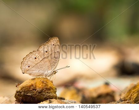 Closeup macro of butterfly eating food in jungle the beauty of nature. (selective focus)