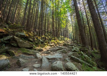 Hiking trails through giant redwoods in Muir forest near San Francisco California