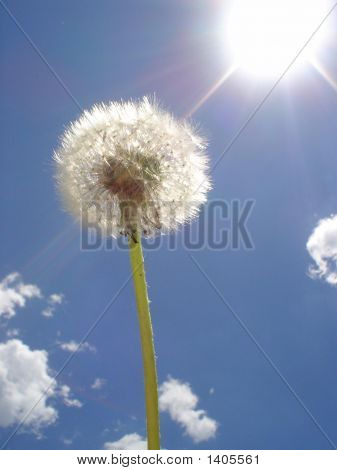 Одуванчик против голубого неба & солнце