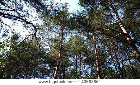 pine trees in the forest,  clear sky,  summer nature