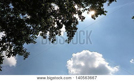 Clear  blue sky,  green tree,  a sunny day,  summer nature