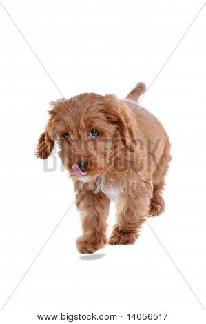 孤立在白色的小狗 Cockapoo