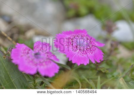 Endemic pink flower found only in Piatra Craiului mountains in romanian Carpathians