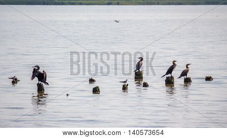 Cormorants and seagulls on lake Paleostomi Poti Georgia.