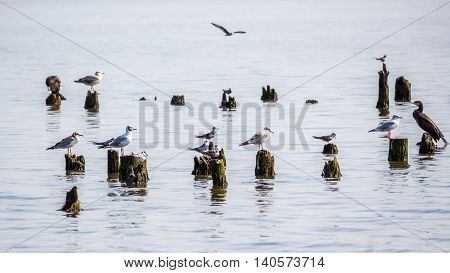 Cormorants and seagulls on lake Paleostomi Poti Georgia.