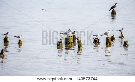 Cormorants and seagulls on lake Paleostomi Poti Georgia.