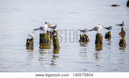 Cormorants and seagulls on lake Paleostomi Poti Georgia.