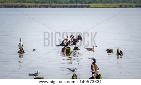Cormorants and seagulls on lake Paleostomi Poti Georgia.