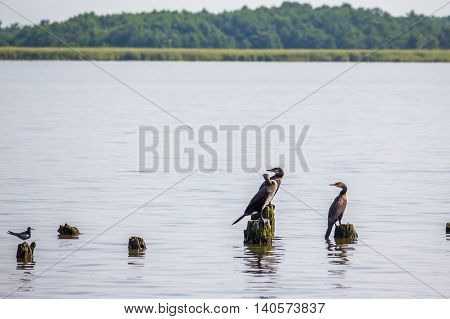 Cormorants and seagulls on lake Paleostomi Poti Georgia.
