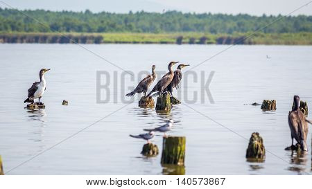 Cormorants and seagulls on lake Paleostomi Poti Georgia.