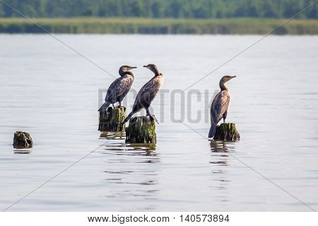 Cormorants on lake Paleostomi Poti Georgia, nature